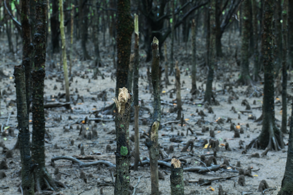 Panasonic LUMIX S1R / LUMIX S PRO 70-200mm F2.8 O.I.S. / 70mm / マニュアル露出（F7.1、0.6秒） / ISO 1250 / 三脚使用