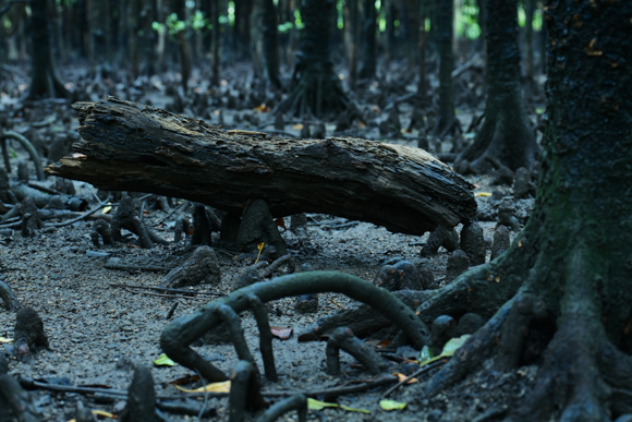 Panasonic LUMIX S1R / LUMIX S PRO 70-200mm F2.8 O.I.S. / 70mm / マニュアル露出（F5.6、0.6秒） / ISO 1250 / 小型三脚使用