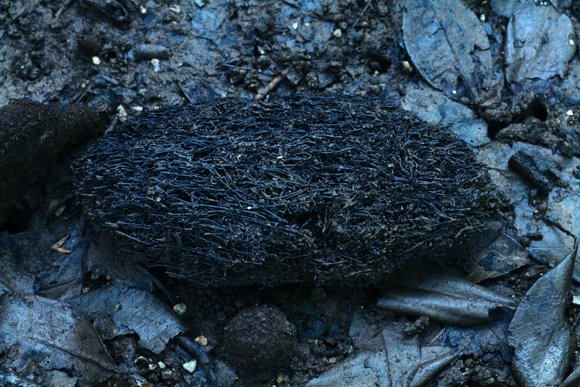 Panasonic LUMIX S1R / LUMIX S PRO 70-200mm F2.8 O.I.S. / 135mm / マニュアル露出（F11、0.6秒） / ISO 1250 / 中型三脚使用