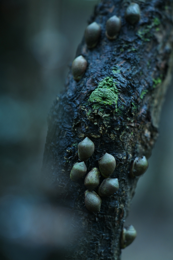 Panasonic LUMIX S1R / LUMIX S PRO 70-200mm F2.8 O.I.S. / 165mm / マニュアル露出（F3.5、1/6秒） / ISO 1250 / 中型三脚使用