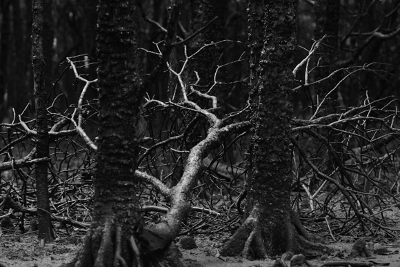 Panasonic LUMIX S1R / LUMIX S PRO 70-200mm F2.8 O.I.S. / 135mm / マニュアル露出（F5、1/13秒） / ISO 1250 / 中型三脚使用