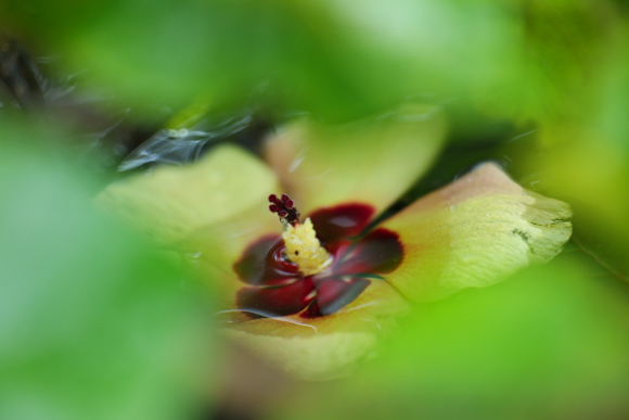 Panasonic LUMIX S1R / LUMIX S PRO 70-200mm F2.8 O.I.S.＋DMW-STC14 / 280mm / マニュアル露出（F4、1/250秒） / ISO 1250 / 手持ち