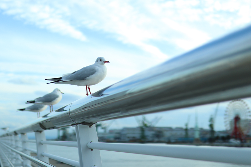 EOS Kiss M / 30mm F1.4 DC DN / 絞り優先AE（1/100秒・F1.4・+1.7EV） / ISO 200