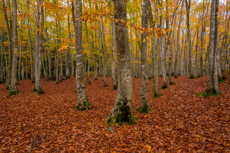 ボディ内手ブレ補正によって低速シャッターでもぶれることはない。手持ちでもF値を絞り込めるので、雨にぬれた落ち葉や樹木の艶やかな質感、林の奥の景色も鮮明だ。<br><span class="fnt-85">Nikon Z 7/ NIKKOR Z 24mm f/1.8 S /24mm /  マニュアル露出（F8、1/13秒） / ISO 100</span>