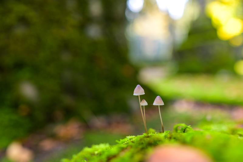 少し前のデジタルカメラでは、開放絞りのボケ表現は絵の 具を塗ったような感じだったが、このレンズは滑らかなボケとともに被写体のテクスチャもしっかりと再現できている<br><span class="fnt-85">Nikon Z 7/ NIKKOR Z 24mm f/1.8 S /24mm /  マニュアル露出（F1.8、1/100秒） / ISO 125</span>