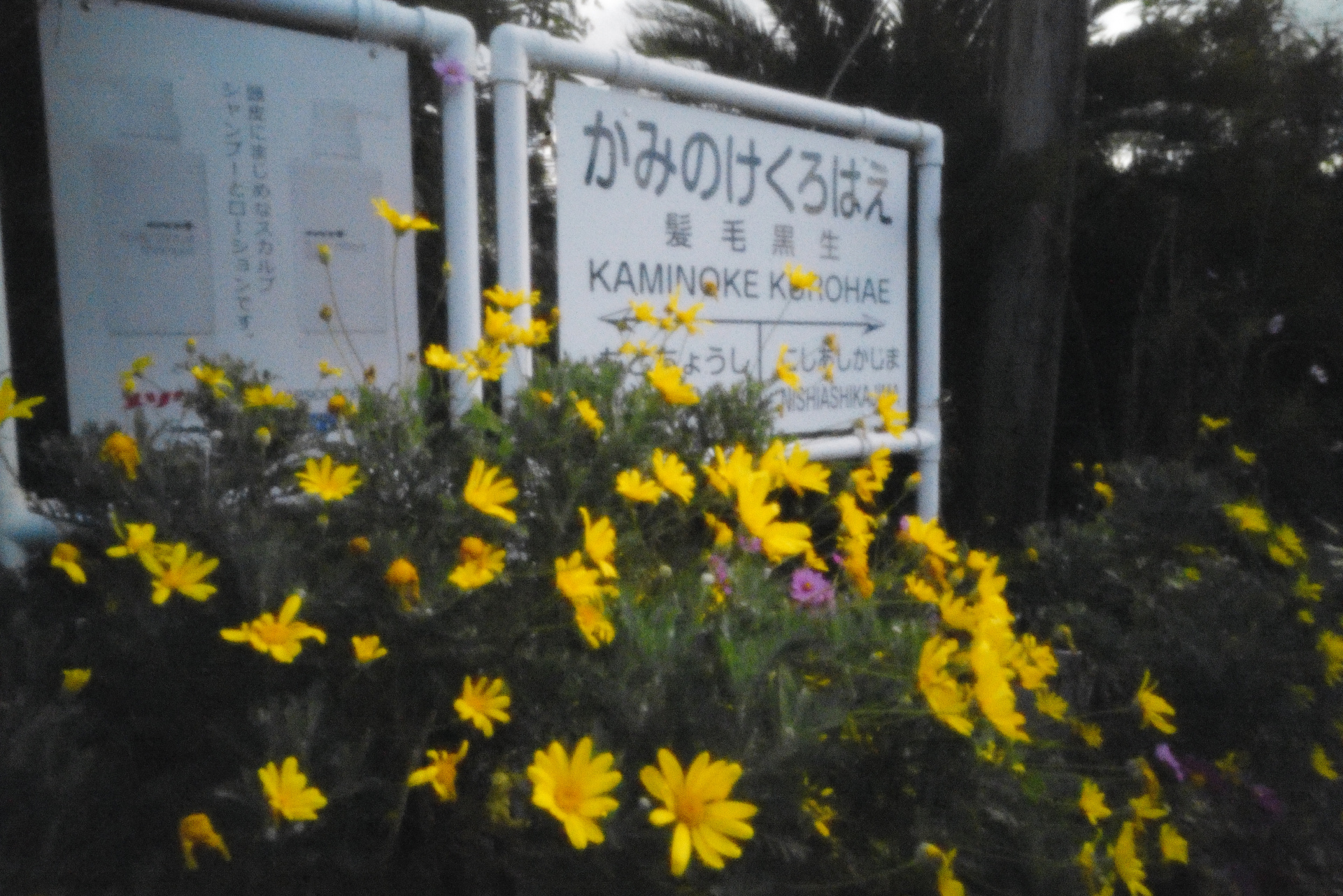 ライカSL2　ピンホール（1/125秒）　ISO 50000　WB:日陰