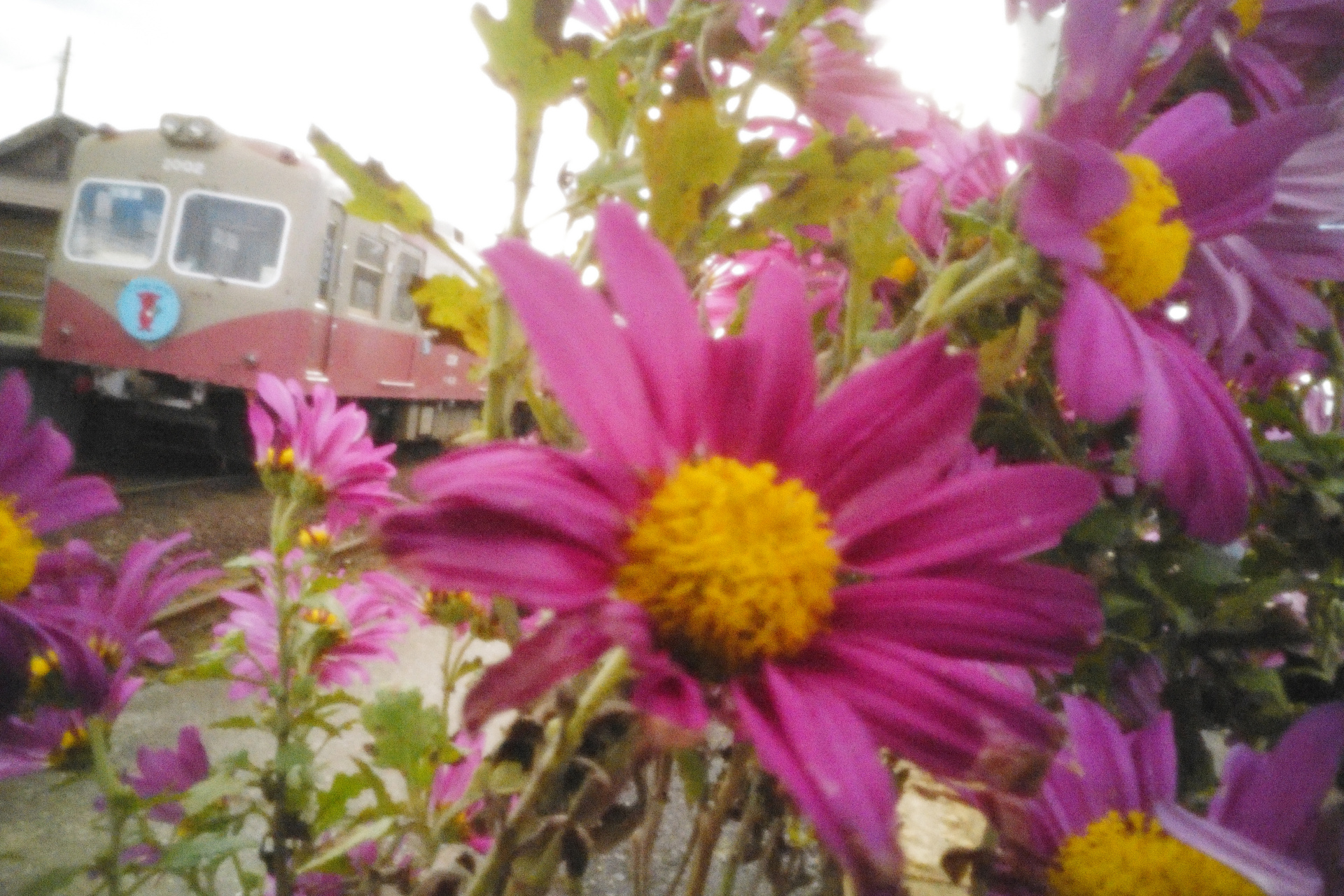 ライカSL2　ピンホール（1/40秒）　ISO 50000　WB:日陰