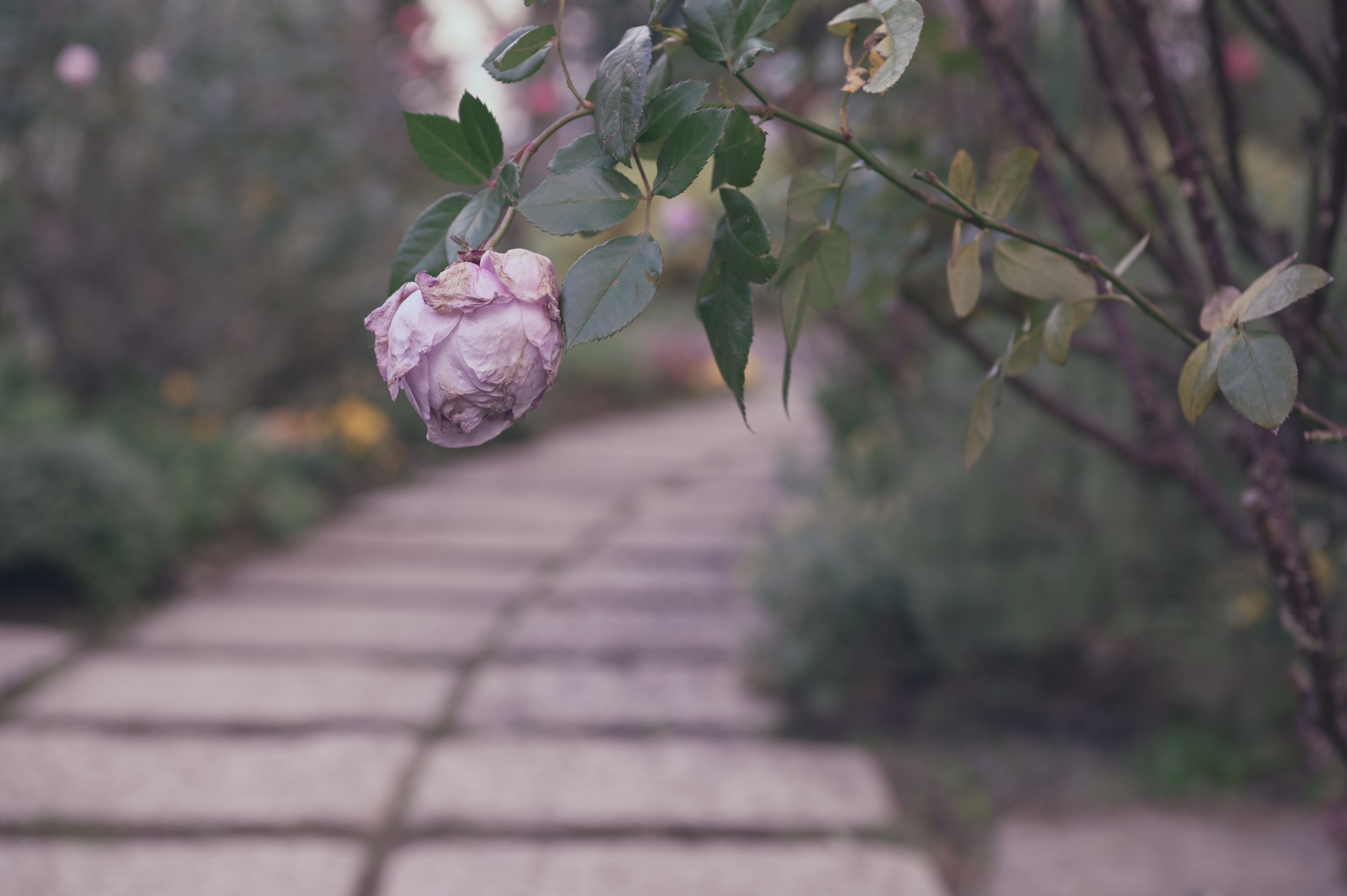 ニコンD780 / AF-S NIKKOR 24-70mm f/2.8E ED VR / 60mm / 絞り優先AE（F5.6・1/125秒・-0.7EV） / ISO 200