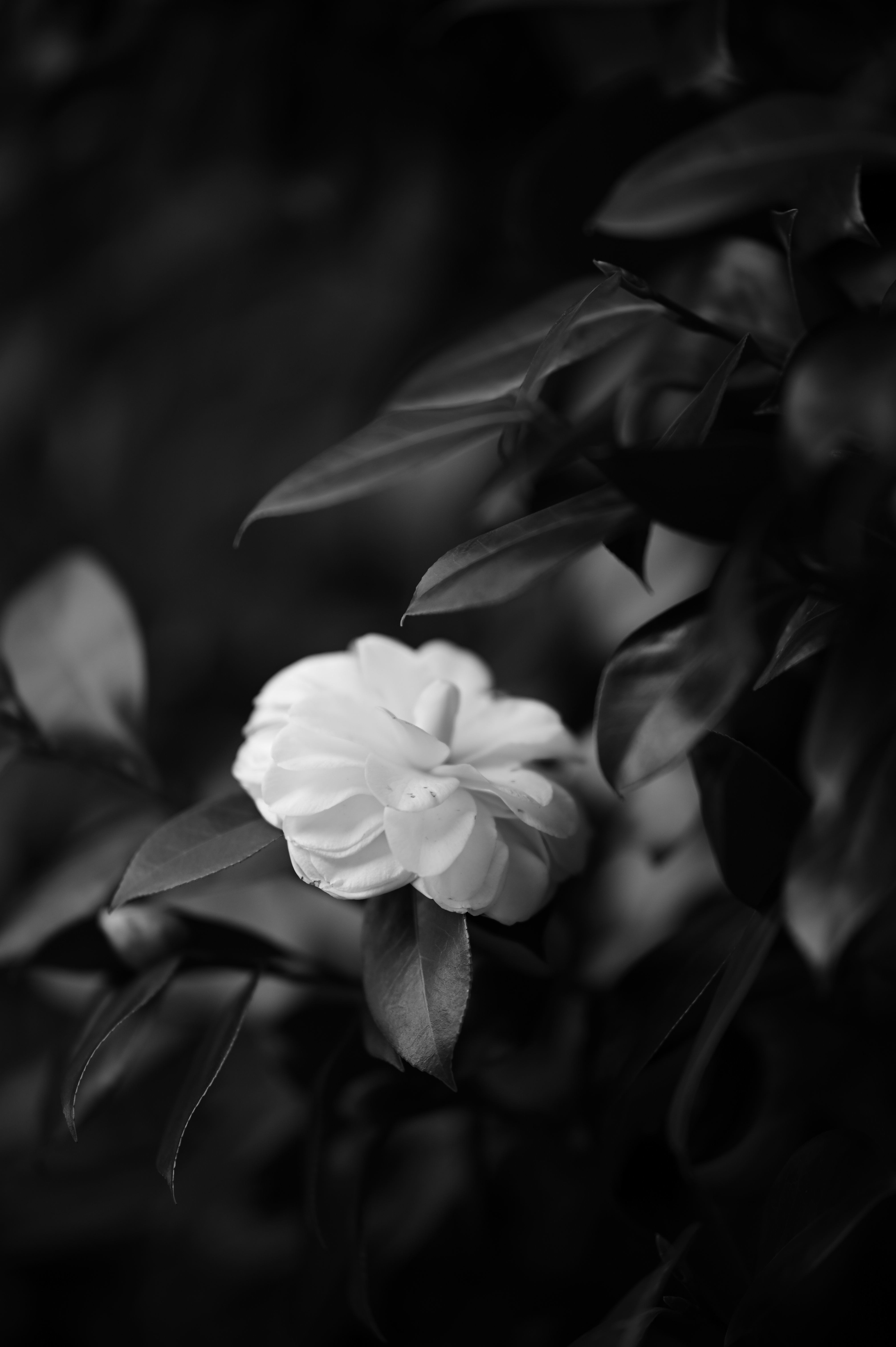 ニコンD780 / AF-S NIKKOR 105mm f/1.4E ED / 絞り優先AE（F1.4・1/1,600秒・-0.7EV） / ISO 200