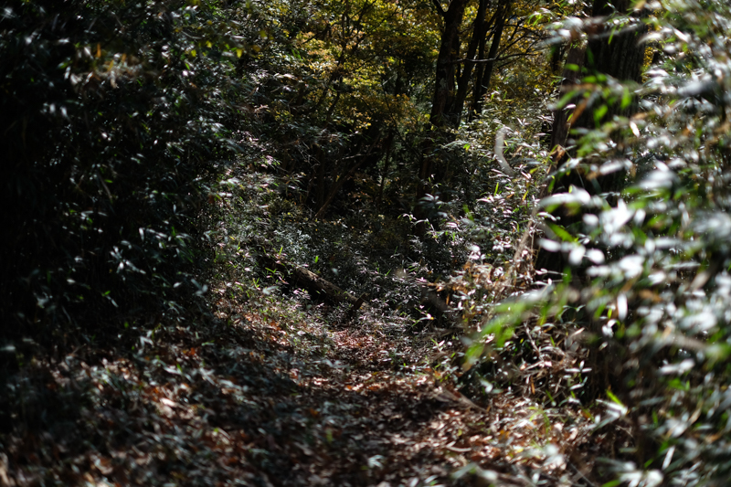 山はいつ来ても思惟的で、ただある。<br><span class="fnt-85">X-Pro2 / XF35mmF1.4 R / 35mm（53mm相当） / 絞り優先AE（1/3,500秒・F1.4・-1.0EV） / ISO 200</span>