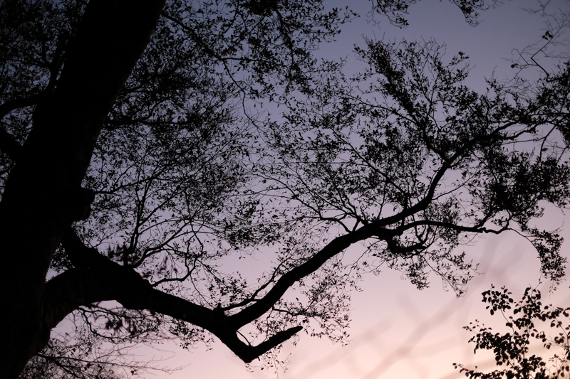 山が目覚める前の美しい刻。<br><span class="fnt-85">X-Pro2 / XF35mmF1.4 R / 35mm（53mm相当） / 絞り優先AE（1/18秒・F2.8・±0.0EV） / ISO 6400</span>