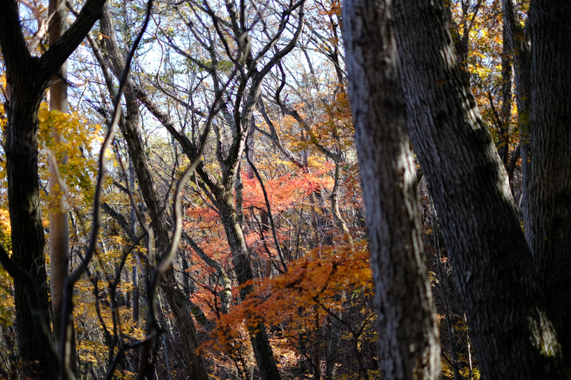 晩秋の山は味わい深い。紅葉があれば尚更。<br><span class="fnt-85">X-Pro2 / XF35mmF1.4 R / 35mm（53mm相当） / 絞り優先AE（1/1,000秒・F1.4・±0.0EV） / ISO 200</span>