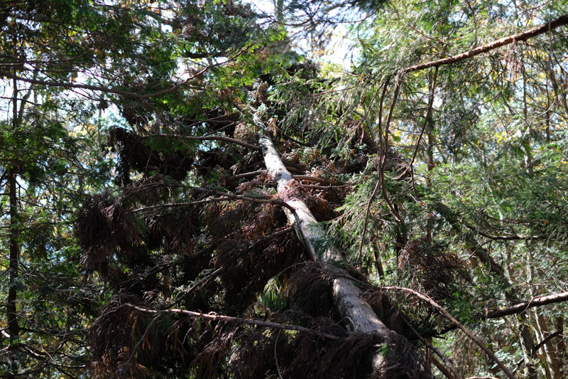 長い行程だが、台風被害はほとんどなかった、折れていたのはこの一本だ。<br><span class="fnt-85">X-Pro2 / XF35mmF1.4 R / 35mm（53mm相当） / 絞り優先AE（1/480秒・F2.0・±0.0EV） / ISO 200</span>