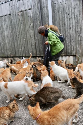 ここから検索　嬉しい楽しい大好きが一杯ΦωΦ　猫　#みんな集まれネコの森　日本 日本の島のごきげんな猫 | simabossneko |本 | 通販 | Amazon