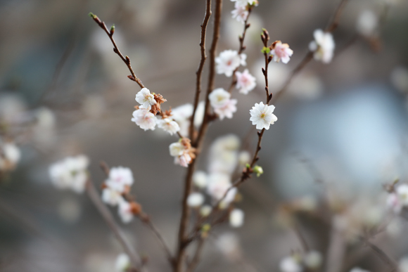 キヤノンEOS R / RF85mm F1.2 L USM DS / 絞り優先AE（F1.2・1/125秒・+0.5EV） / ISO 400