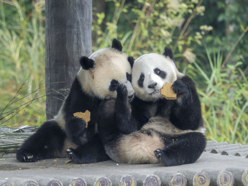 叶 悠眞「熊猫（PANDA）」