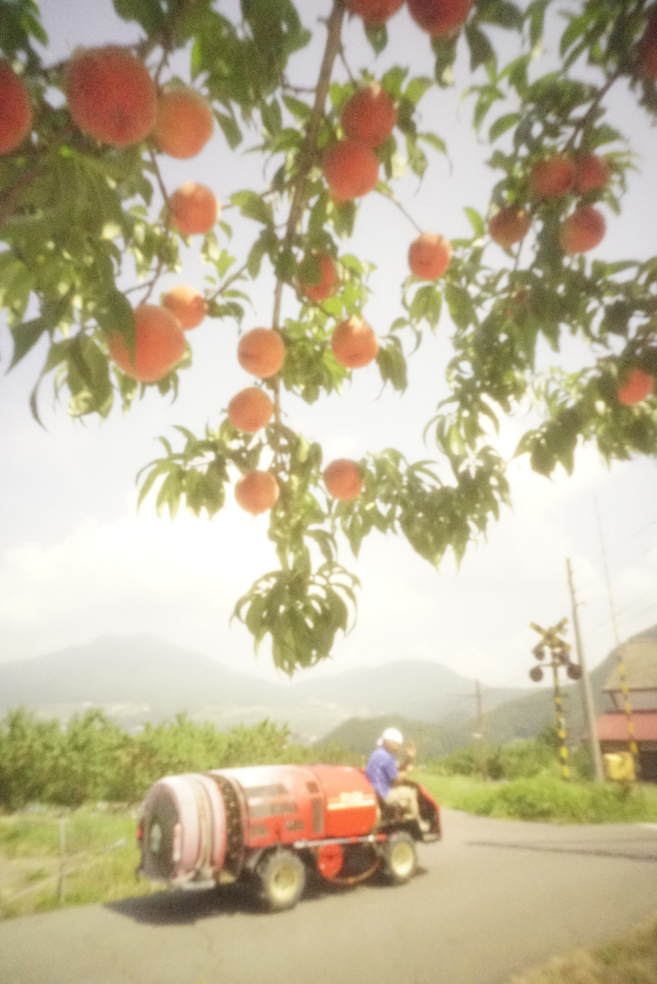 「リンゴなるころ」<br>ソニーα7S II　シャッター優先オート（1/80秒）　ISO 51200　WB:日陰　スタンダード