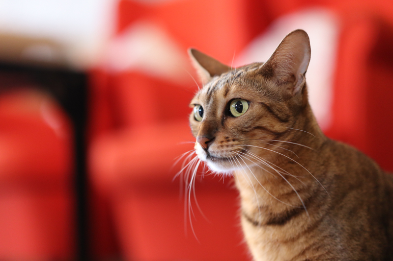 EOS Kiss M / 56mm F1.4 DC DN / 絞り優先AE（1/125秒・F1.4・+0.3EV） / ISO 800