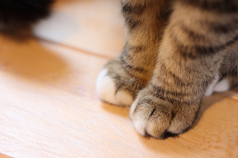 EOS Kiss M / 56mm F1.4 DC DN / 絞り優先AE（1/50秒・F2.2・+1.3EV） / ISO 320