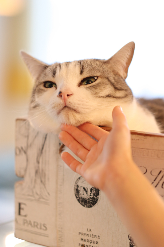 EOS Kiss M / 56mm F1.4 DC DN / 絞り優先AE（1/125秒・F1.4・+1.7EV） / ISO 500