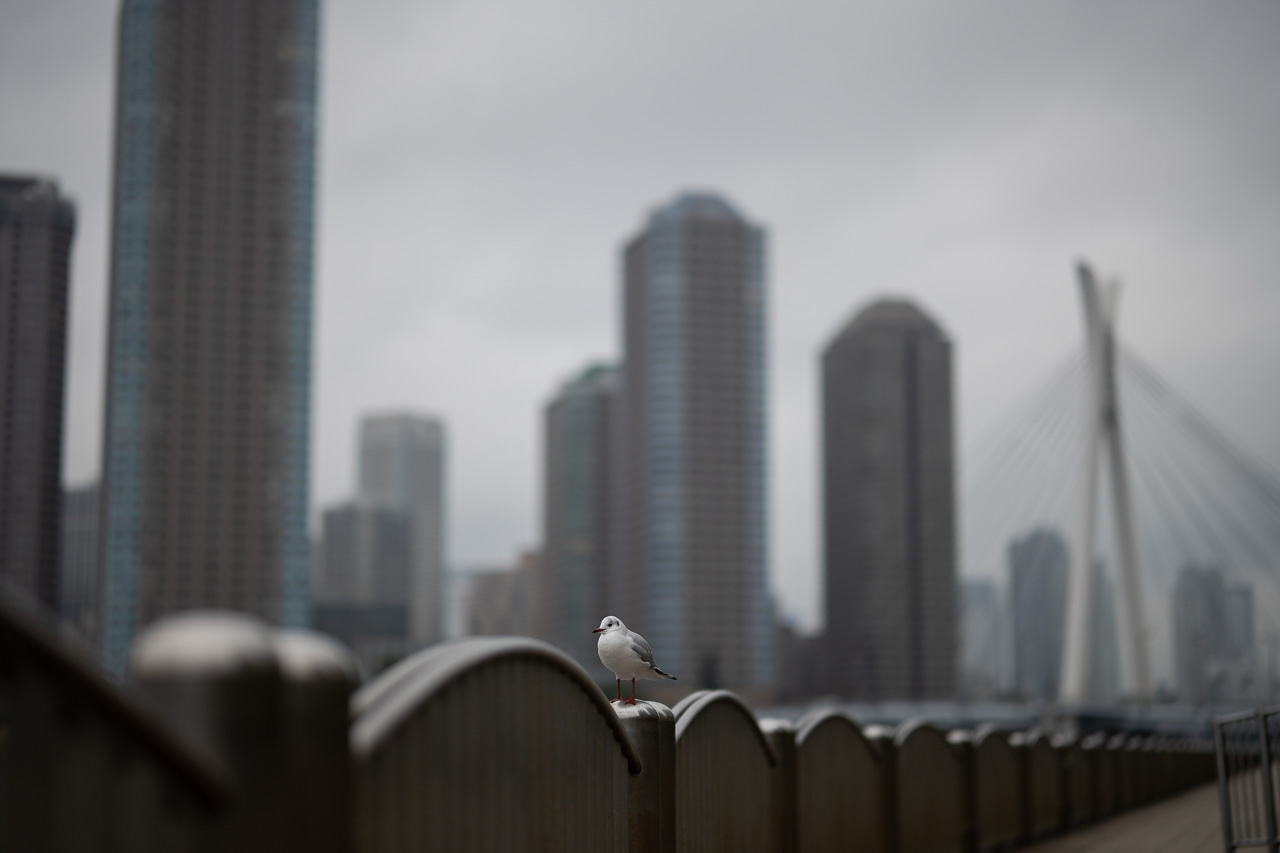 F0.95がもたらす大きなボケは見慣れた風景を新鮮に見せてくれる。ピントを合わせたユリカモメの羽毛をシャープに描写しながら、大きなボケで場所や天気の雰囲気を穏やかに伝えることができた。<br>Nikon Z 7 / NIKKOR Z 58mm f/0.95 S Noct / 絞り優先AE（F0.95、1/1,600秒、±0EV） / ISO 64