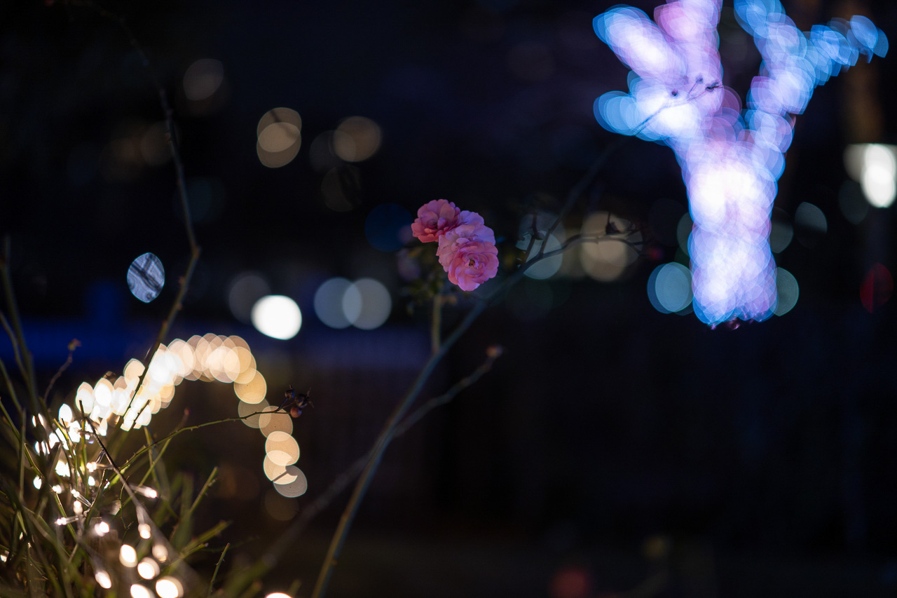 開放時のボケは周辺でレモン型ではあるものの、視野が回転するような印象にはなっていない。サジタルコマフレアが大変少ないことも要因であると思われる。<br>Nikon Z 7 / NIKKOR Z 58mm f/0.95 S Noct / 絞り優先AE（F0.95、1/250秒、-1.3EV） / ISO 320