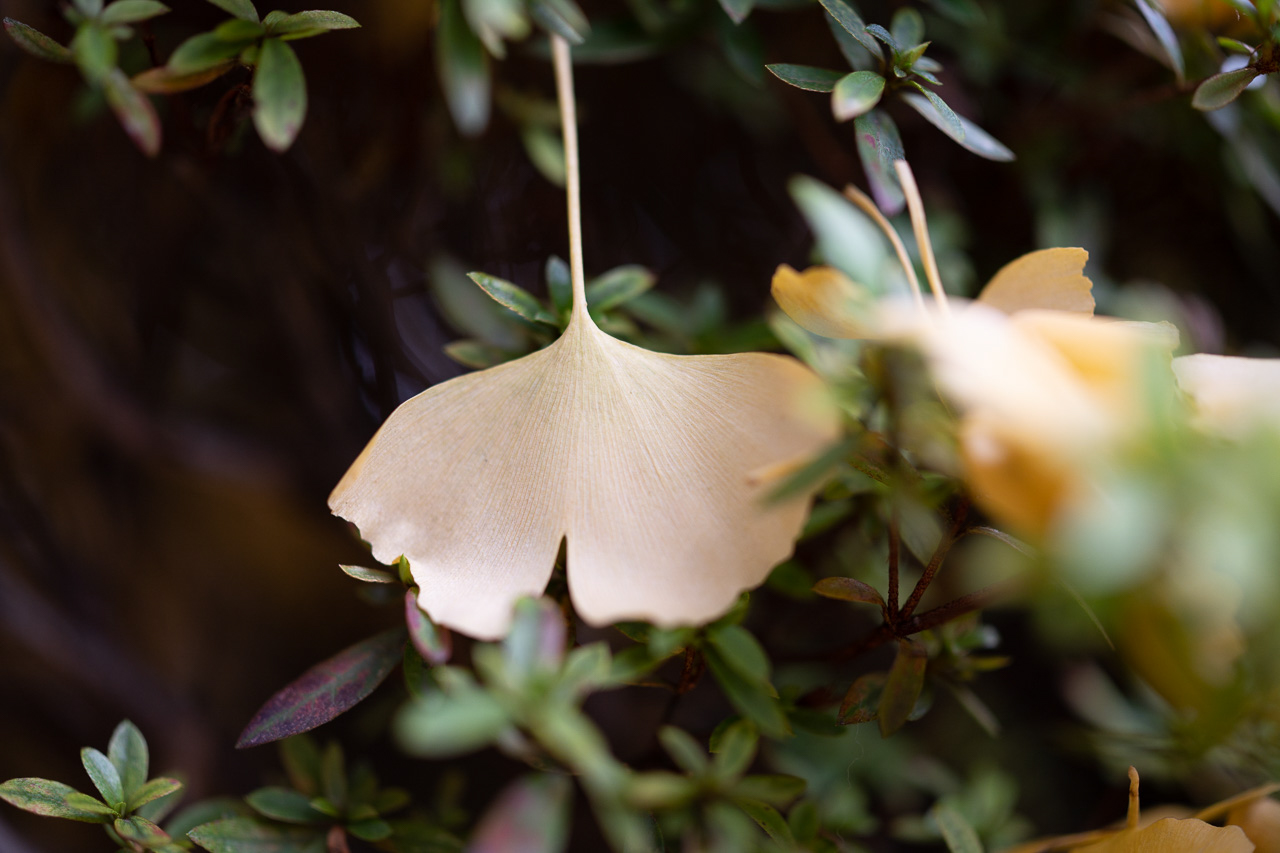 植栽に引っかかった落葉にレンズを向けた。奥行き数cmの空間であるが、F0.95であるがゆえ、前後のボケも大きな写りだ。ボケも柔らかく、ざわつくことなく遠距離と同様の特性を維持している。<br>Nikon Z 7 / NIKKOR Z 58mm f/0.95 S Noct / 絞り優先AE（F0.95、1/800秒、±0EV） / ISO 400