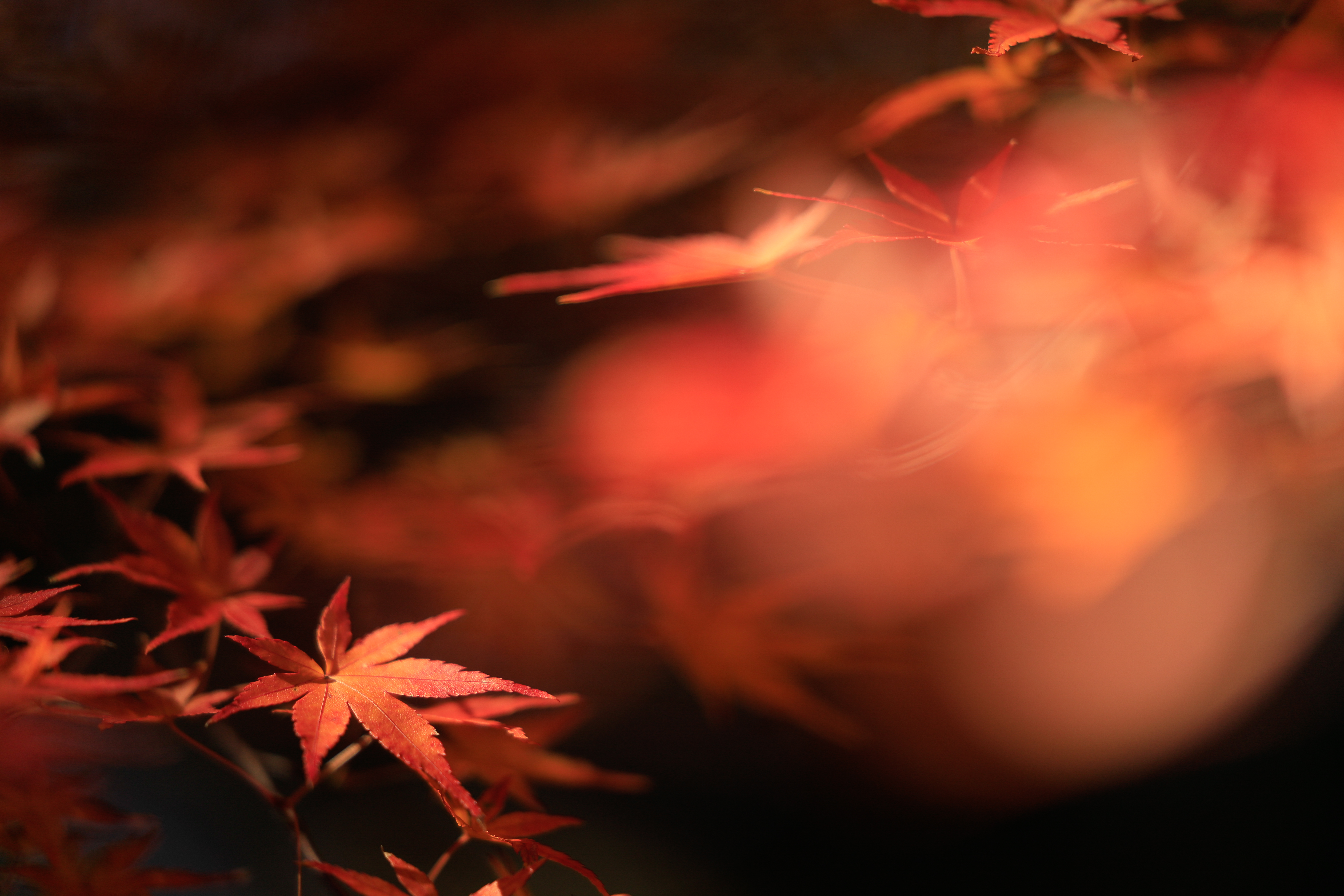 Canon EOS R / RF70-200mm F2.8 L IS USM / 200mm / 絞り優先AE（F2.8・1/400秒・-0.7EV） / ISO 200