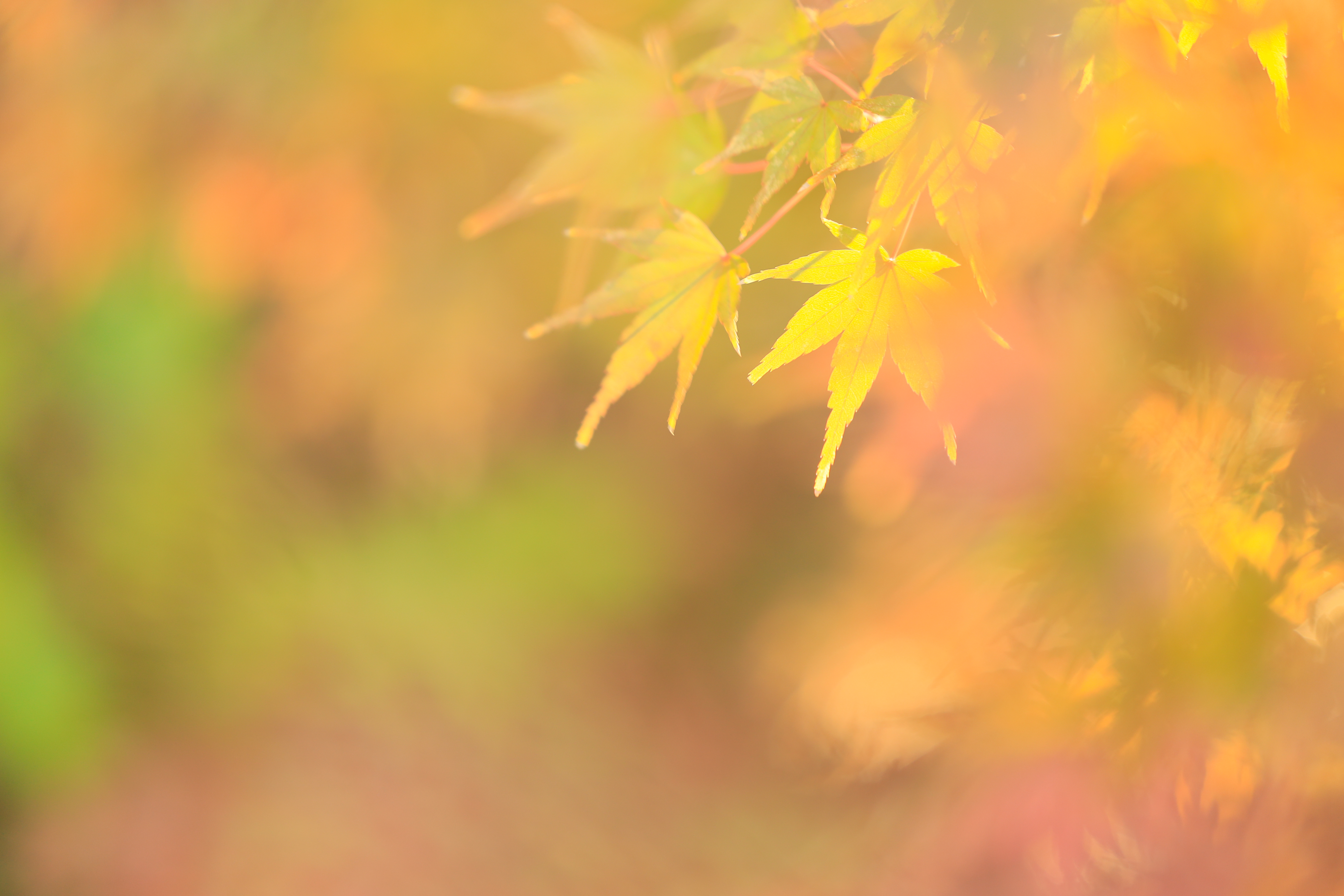 Canon EOS R / RF70-200mm F2.8 L IS USM / 200mm / 絞り優先AE（F2.8・1/40秒・+1.0EV） / ISO 400