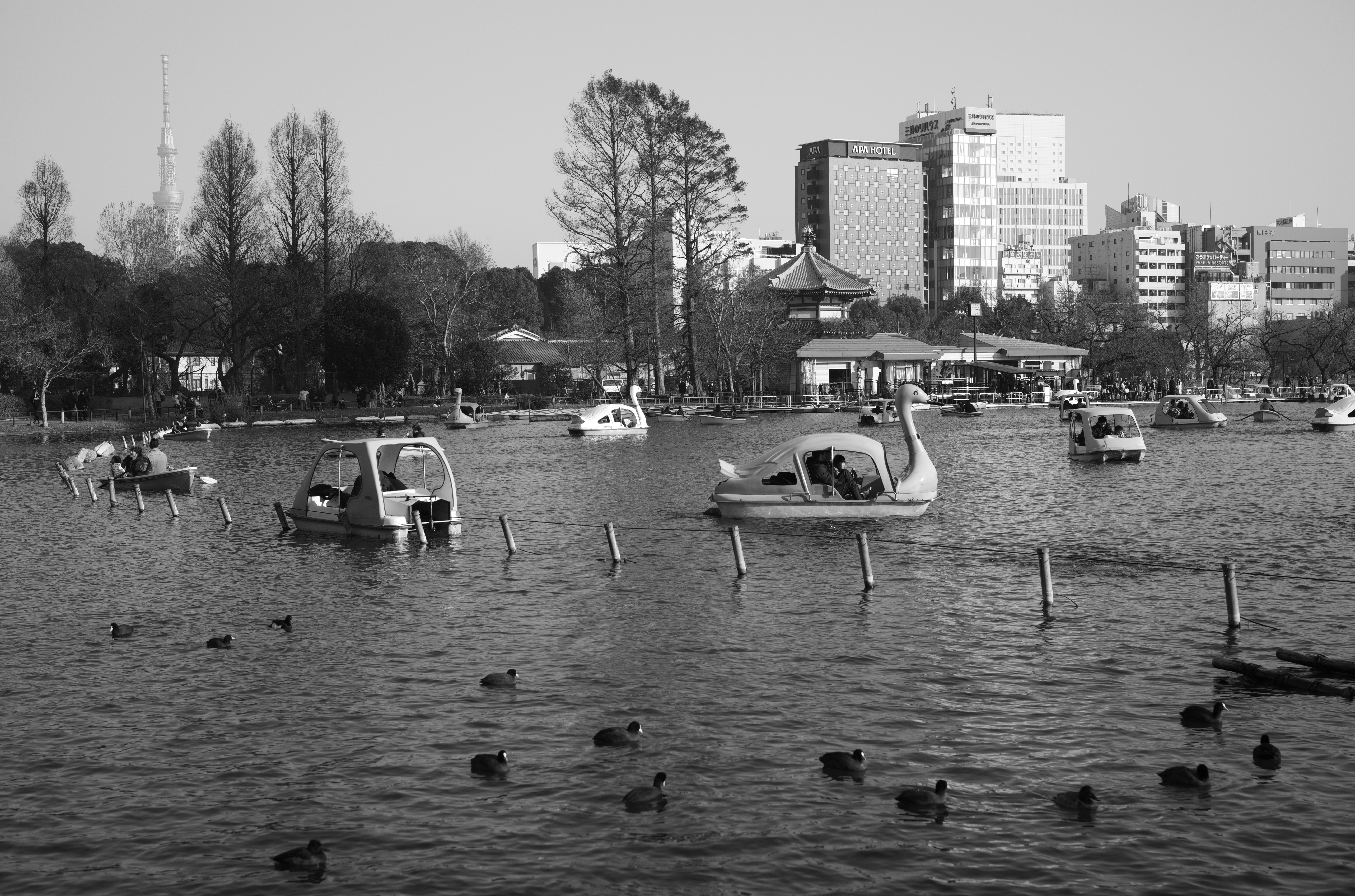 木の枝やビルの窓、左側に見える東京スカイツリーがしっかり解像されている。さすがカラーフィルターを持たないCMOSセンサーの4,000万画素と、ライカ アポ・ズミクロンM F2.0/50mm ASPH.だ。ハイライトからシャドーまでの階調も滑らかだ。<br>ライカM10モノクローム　アポ・ズミクロンM F2.0/50mm ASPH.　ISO 160　F5.6　1/750秒