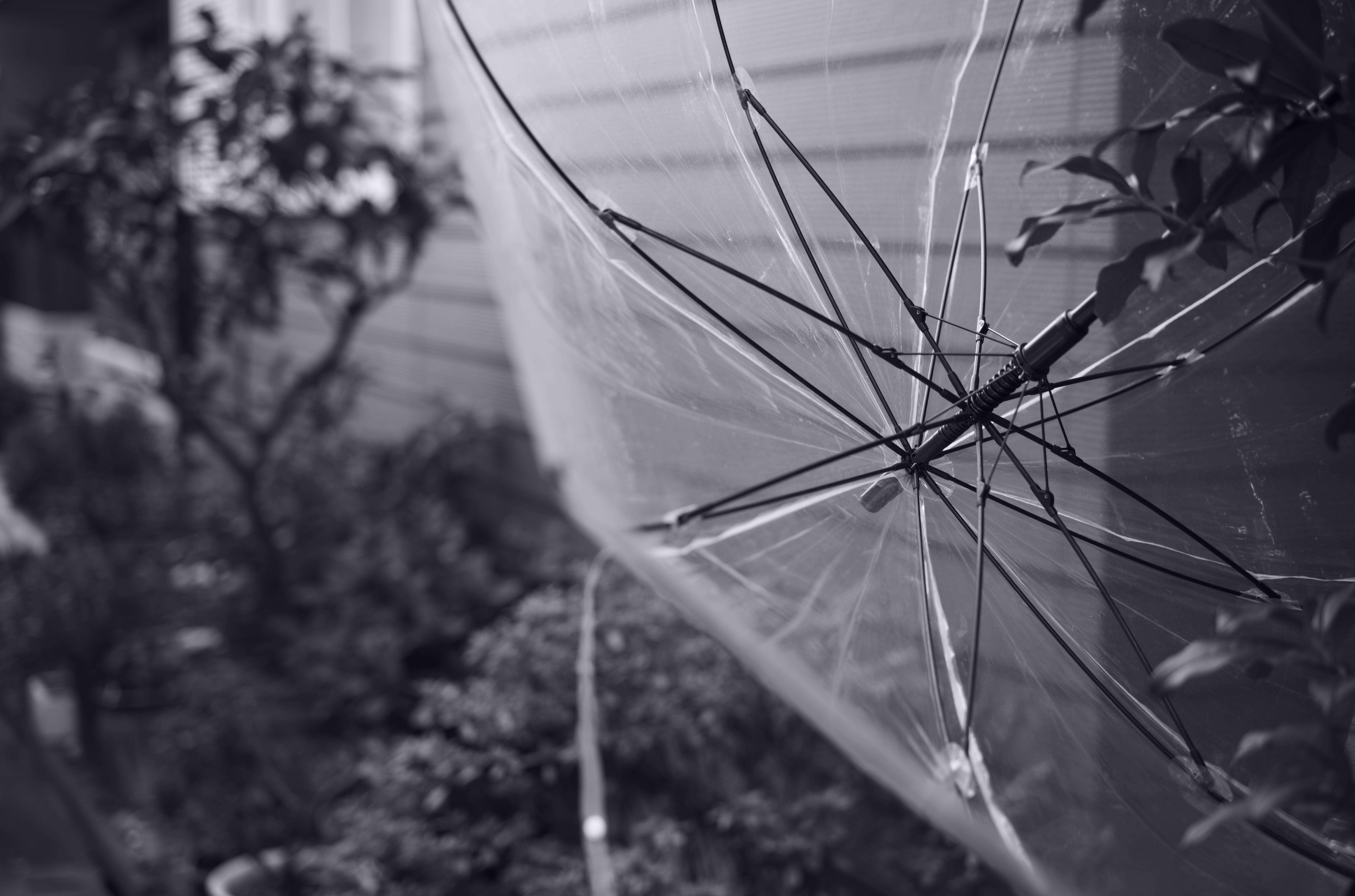 銀塩プリントのセレン調色は、紫がかった仕上がりになる。ライカM10モノクロームのセレンもよく再現されている。強に設定。<br>ライカM10モノクローム　アポ・ズミクロンM F2.0/50mm ASPH.　ISO 160　F2　1/180秒