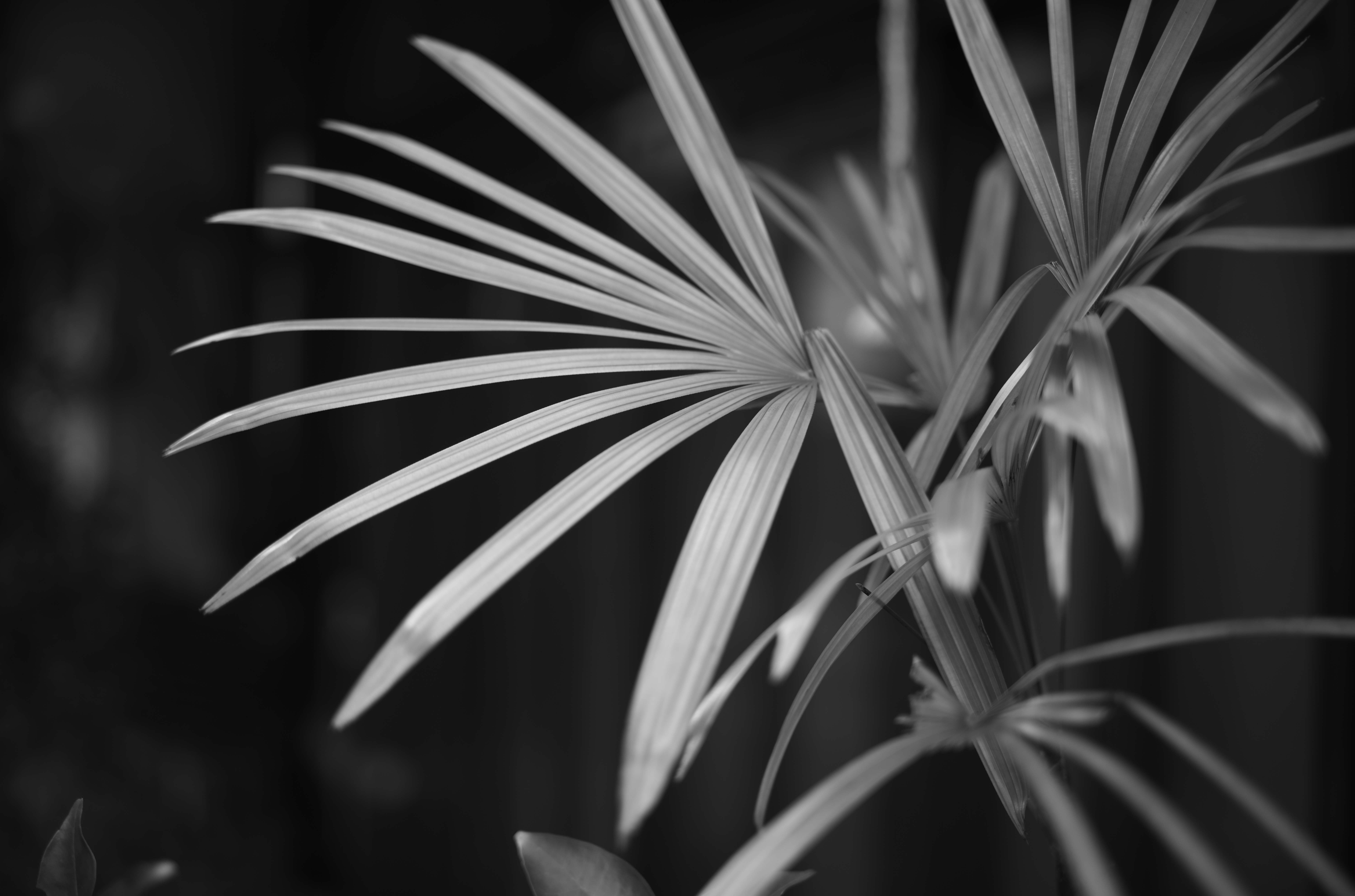 葉の階調や暗い背景の階調を意識した。色ではなく階調で見せるところにモノクロ写真の楽しさと奥深さがある。それが高解像力で味わえるのがライカM10モノクロームだ。<br>ライカM10モノクローム　アポ・ズミクロンM F2.0/50mm ASPH.　ISO 160　F2　1/125秒