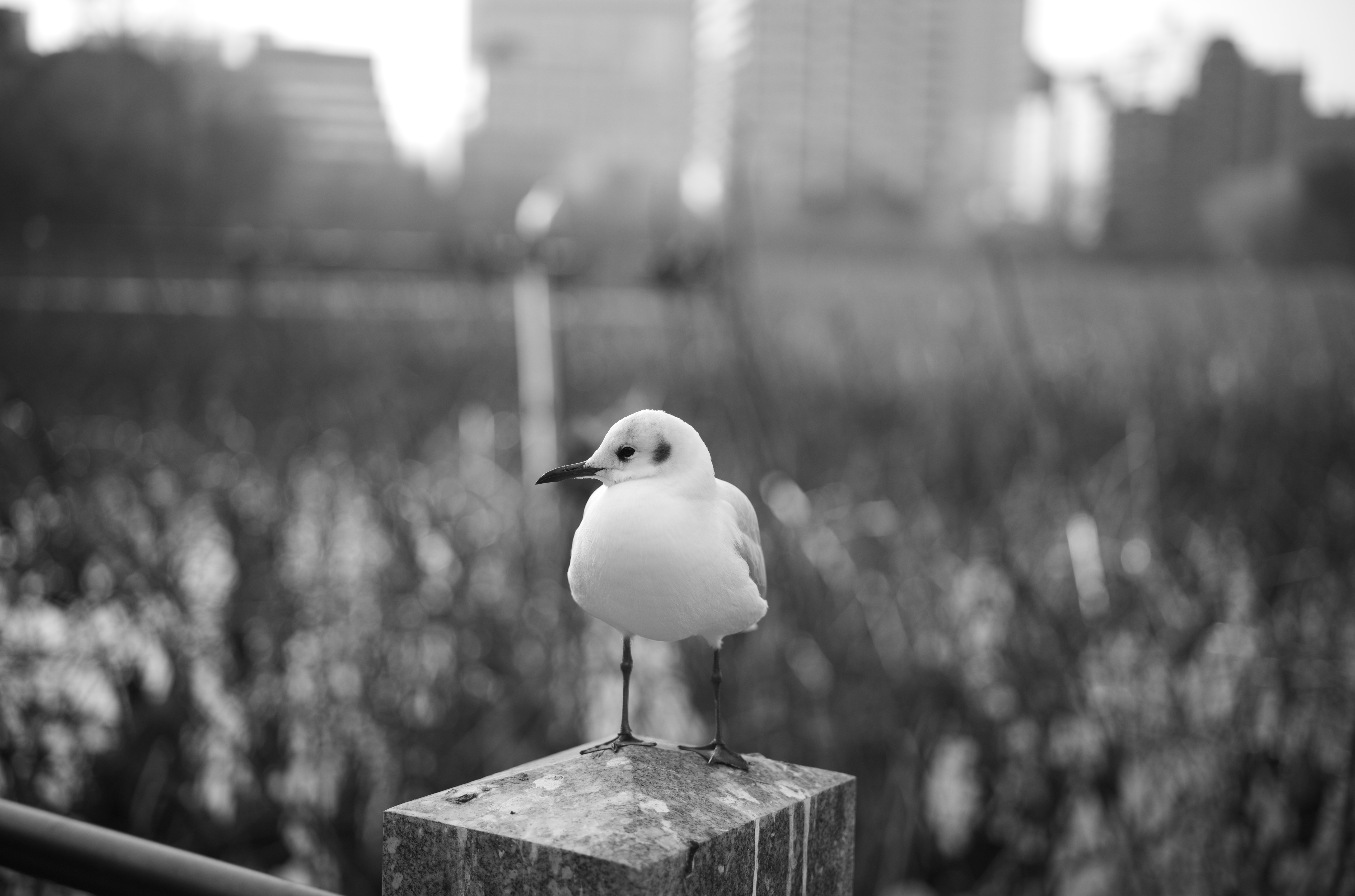 停まっていたユリカモメにそっと近づいた。絞りは開放。距離計の精度は高く、目にしっかりピントが合っている。<br>ライカM10モノクローム　アポ・ズミクロンM F2.0/50mm ASPH.　ISO 160　F2　1/1500秒