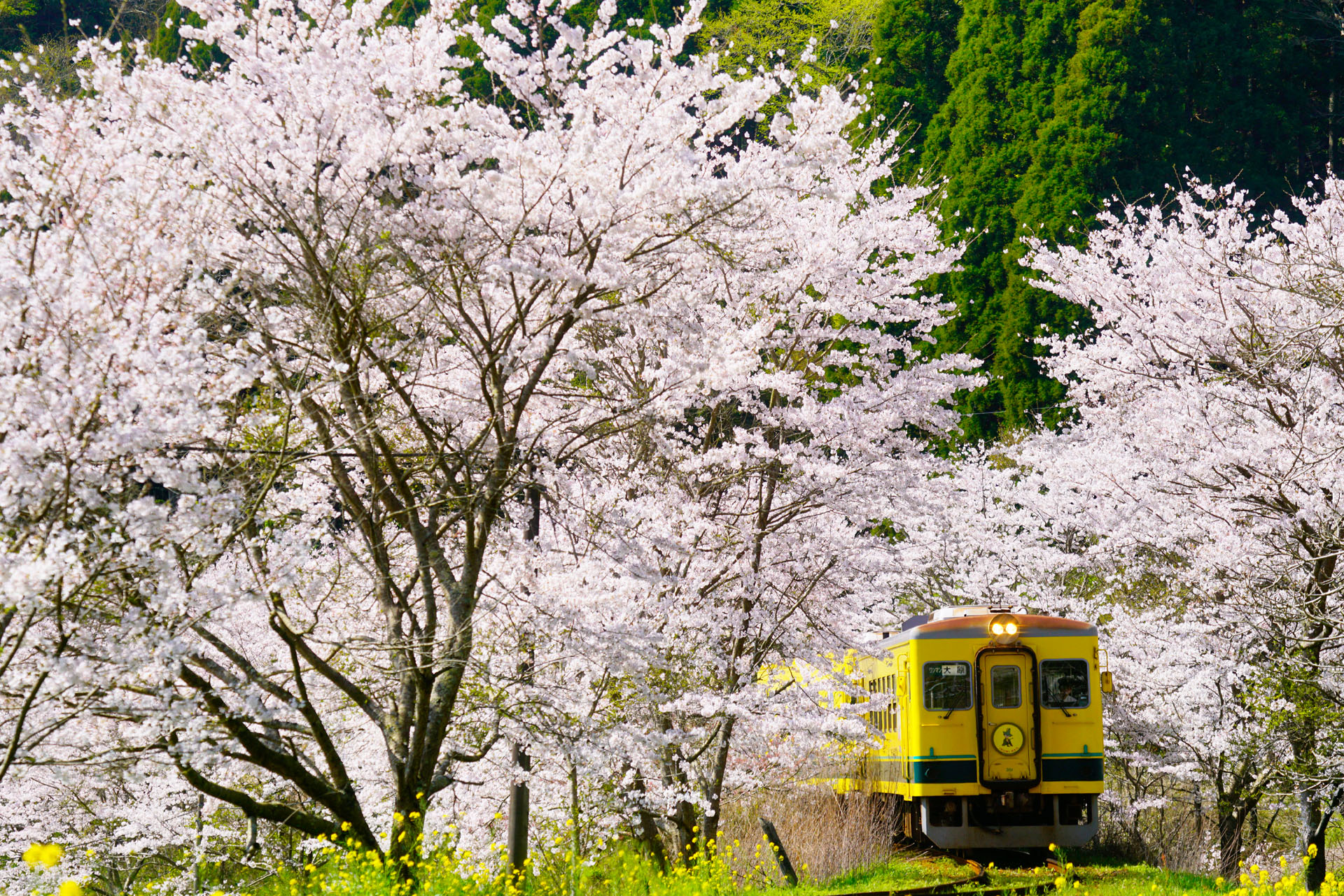 ソニーα7R II　FE 70-300mm F4.5-5.6 G OSS（132mm）　マニュアル露出（F5.6、1/400秒）　ISO200　WB:太陽光　風景