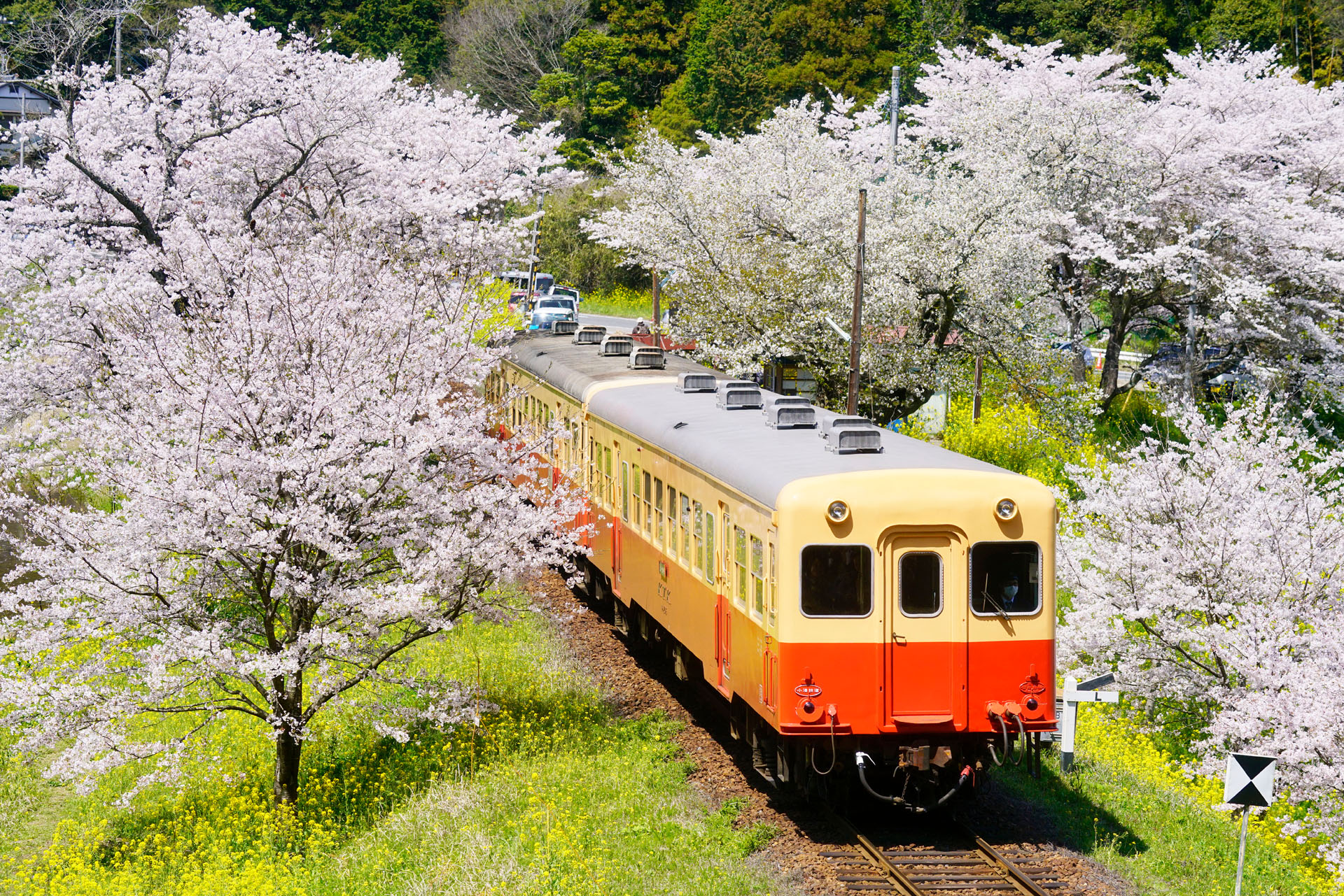 ソニーα7R II　FE 70-300mm F4.5-5.6 G OSS（97mm）　マニュアル露出（F7.1、1/500秒）　ISO400　WB:太陽光　風景