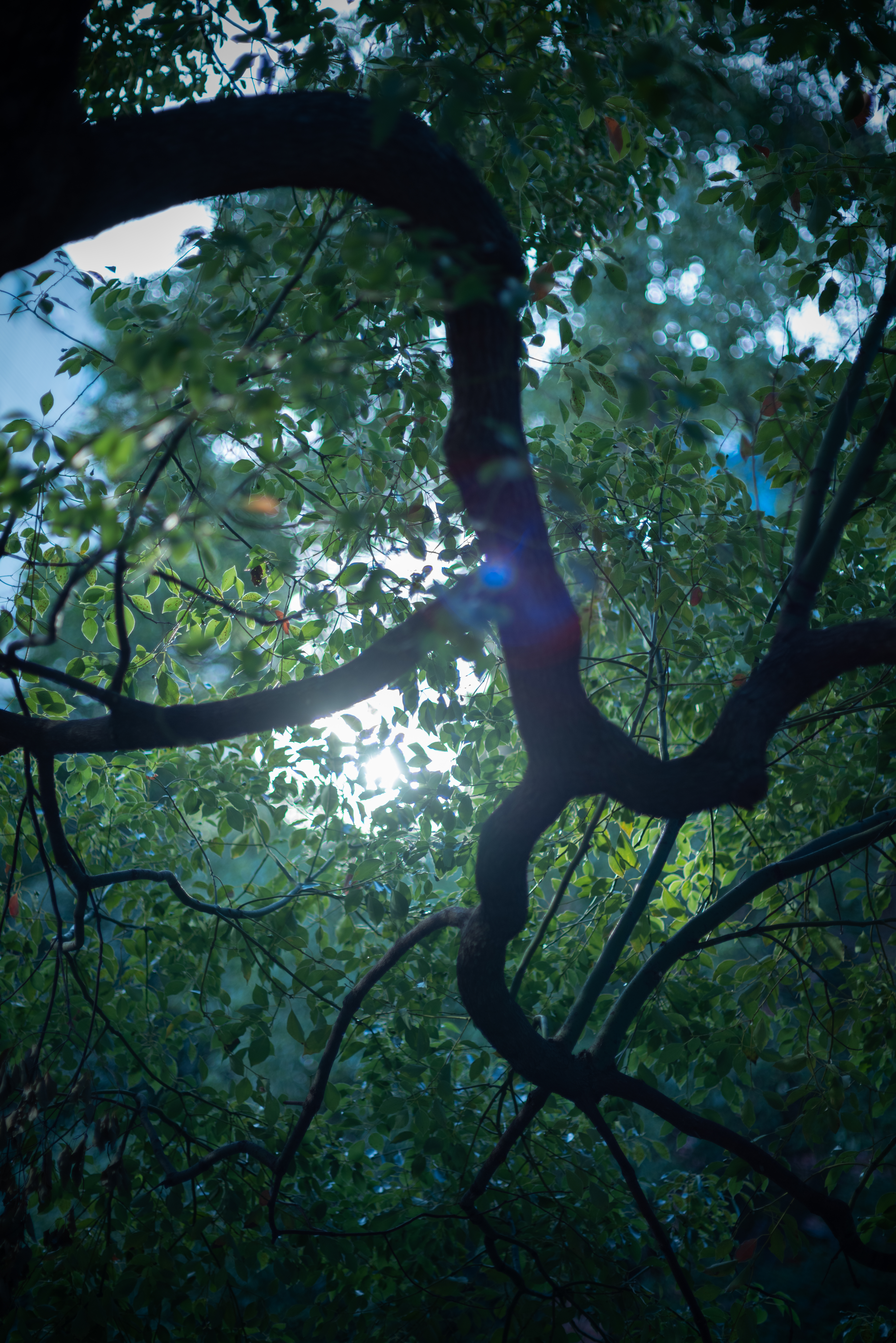 ライカSL2　ズミルックスM F1.4/75mm　F1.4　1/500秒　ISO100　WBオート