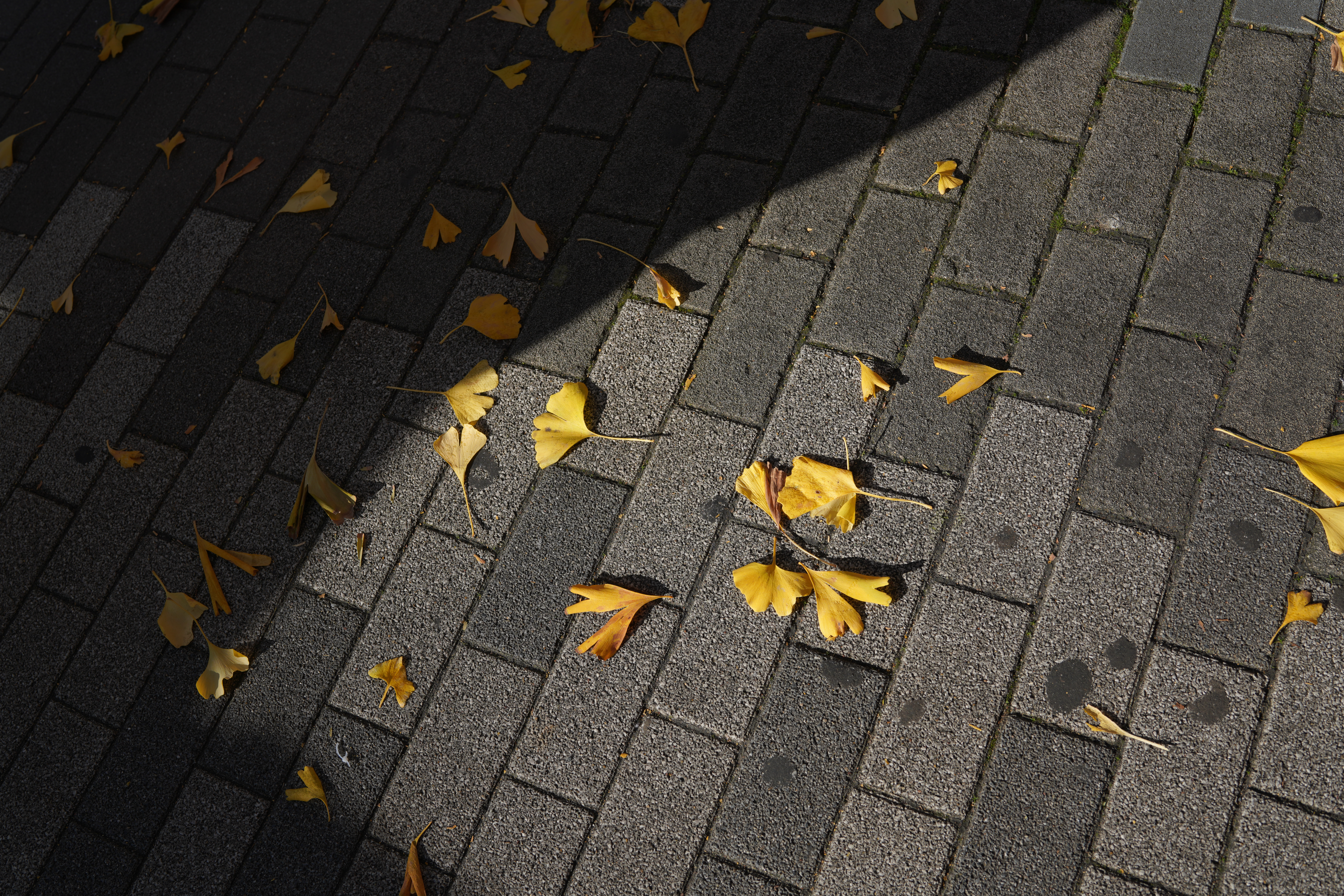 ソニーα7R IV / SIGMA 35mm F1.2 DG DN | Art / 絞り優先AE（F5.6・1/400秒・-1.7EV） / ISO 100