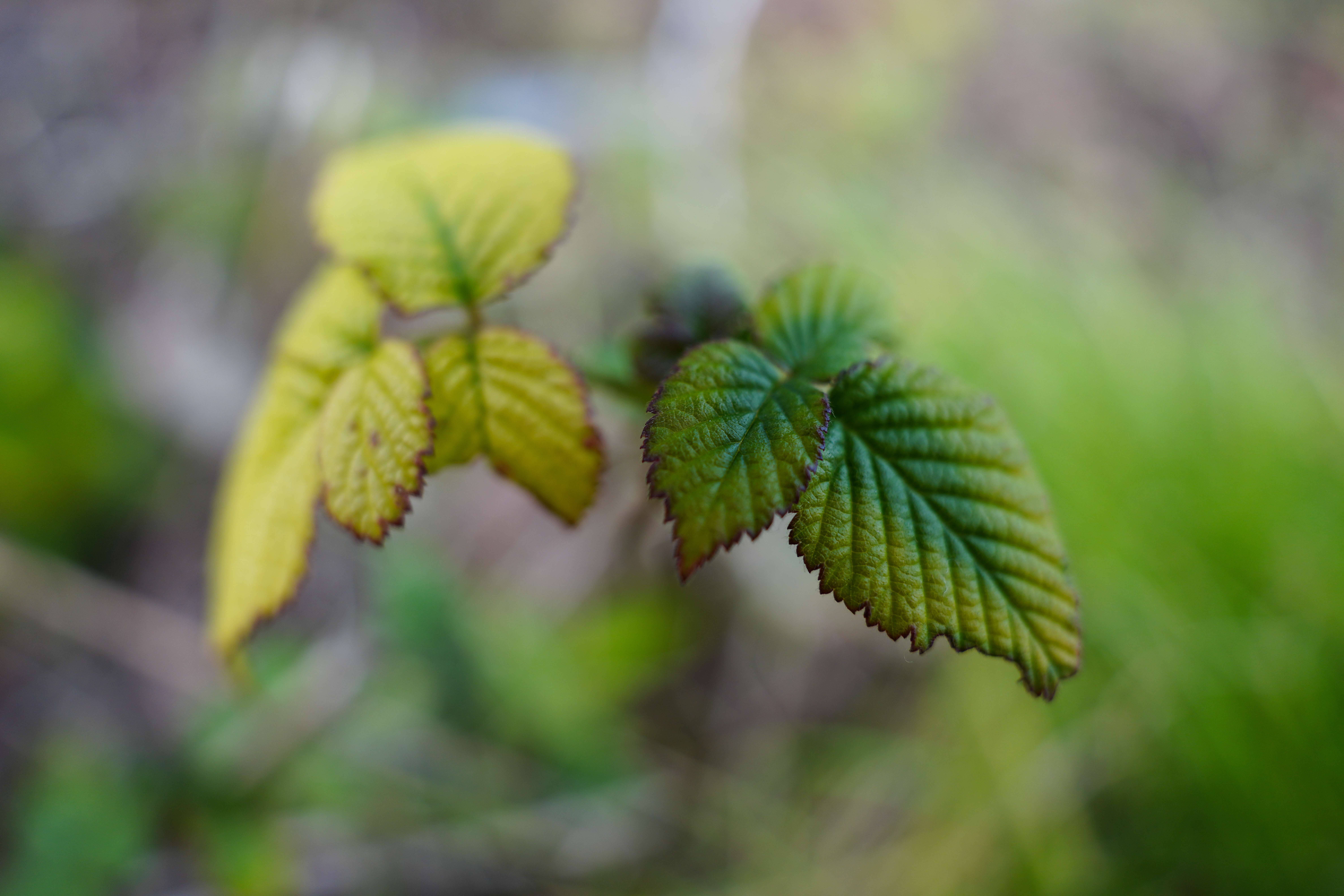 ソニーα7R IV・タムロン20mm F/2.8 Di III OSD M1:2・絞り優先AE（1/250秒・F2.8・±0EV）・ISO 200