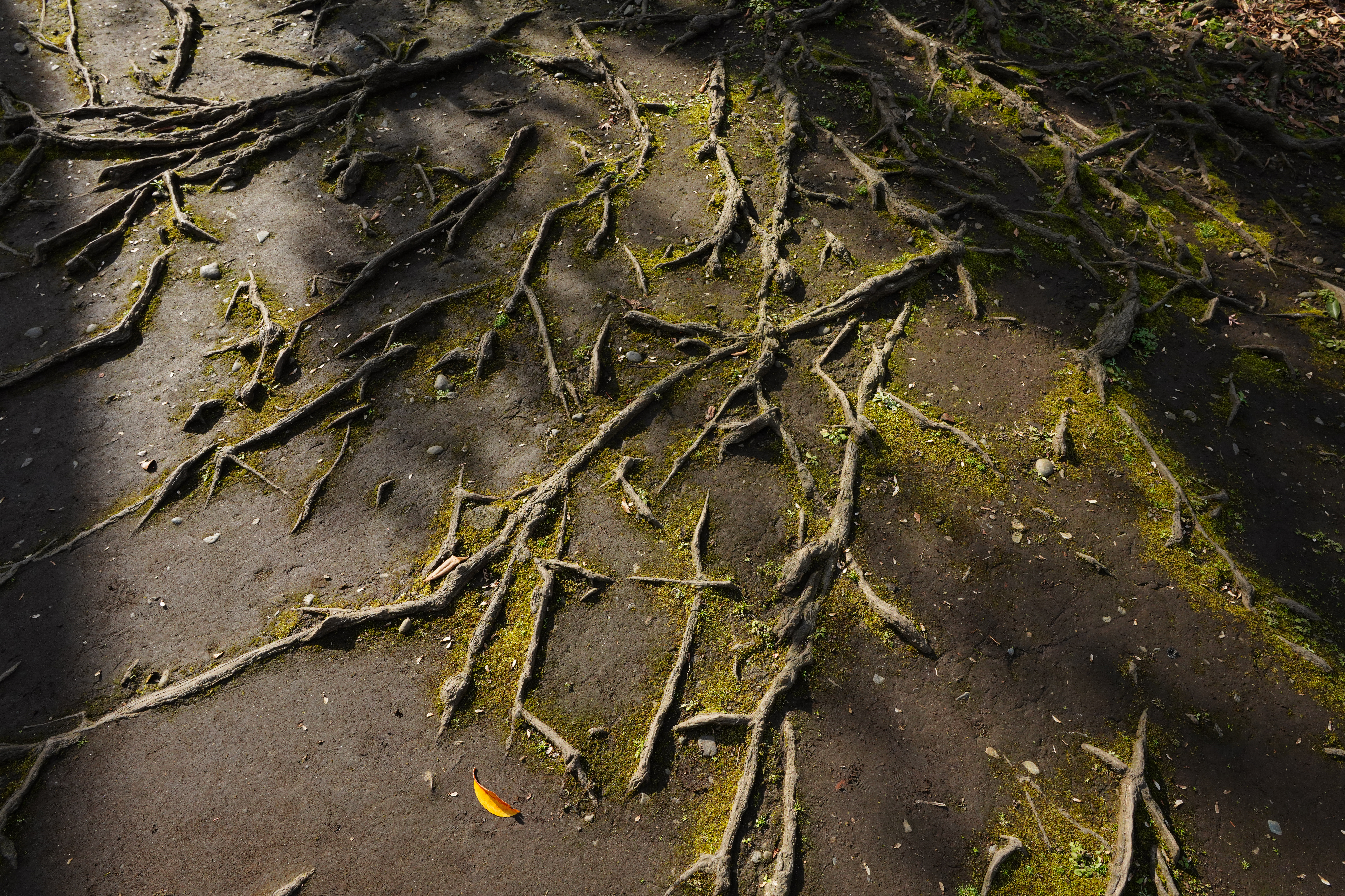 ソニーα7R IV・タムロン20mm F/2.8 Di III OSD M1:2・絞り優先AE（1/250秒・F11・-0.5EV）・ISO 400