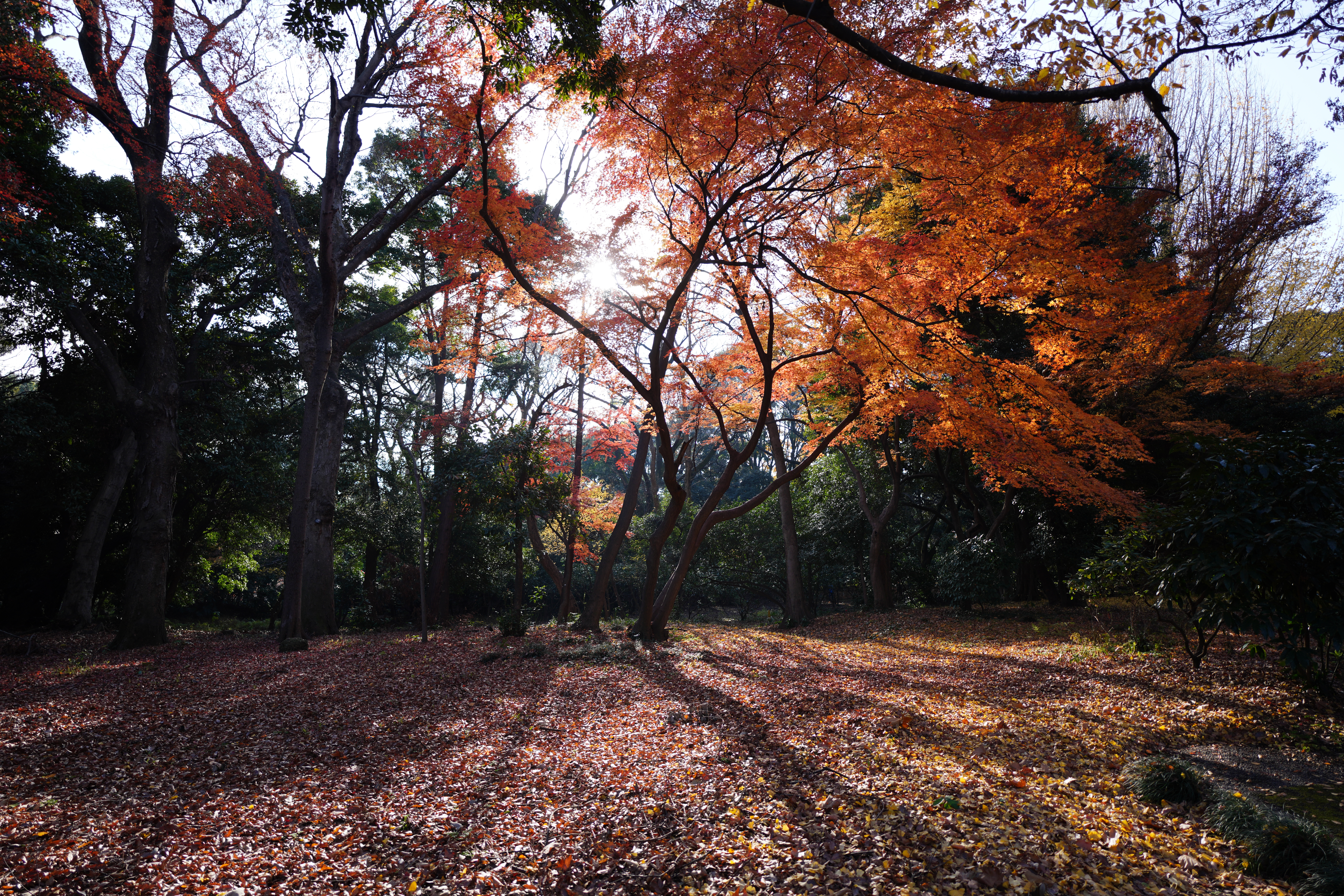 ソニーα7R IV・タムロン20mm F/2.8 Di III OSD M1:2・絞り優先AE（1/250秒・F2.8・±0EV）・ISO 100