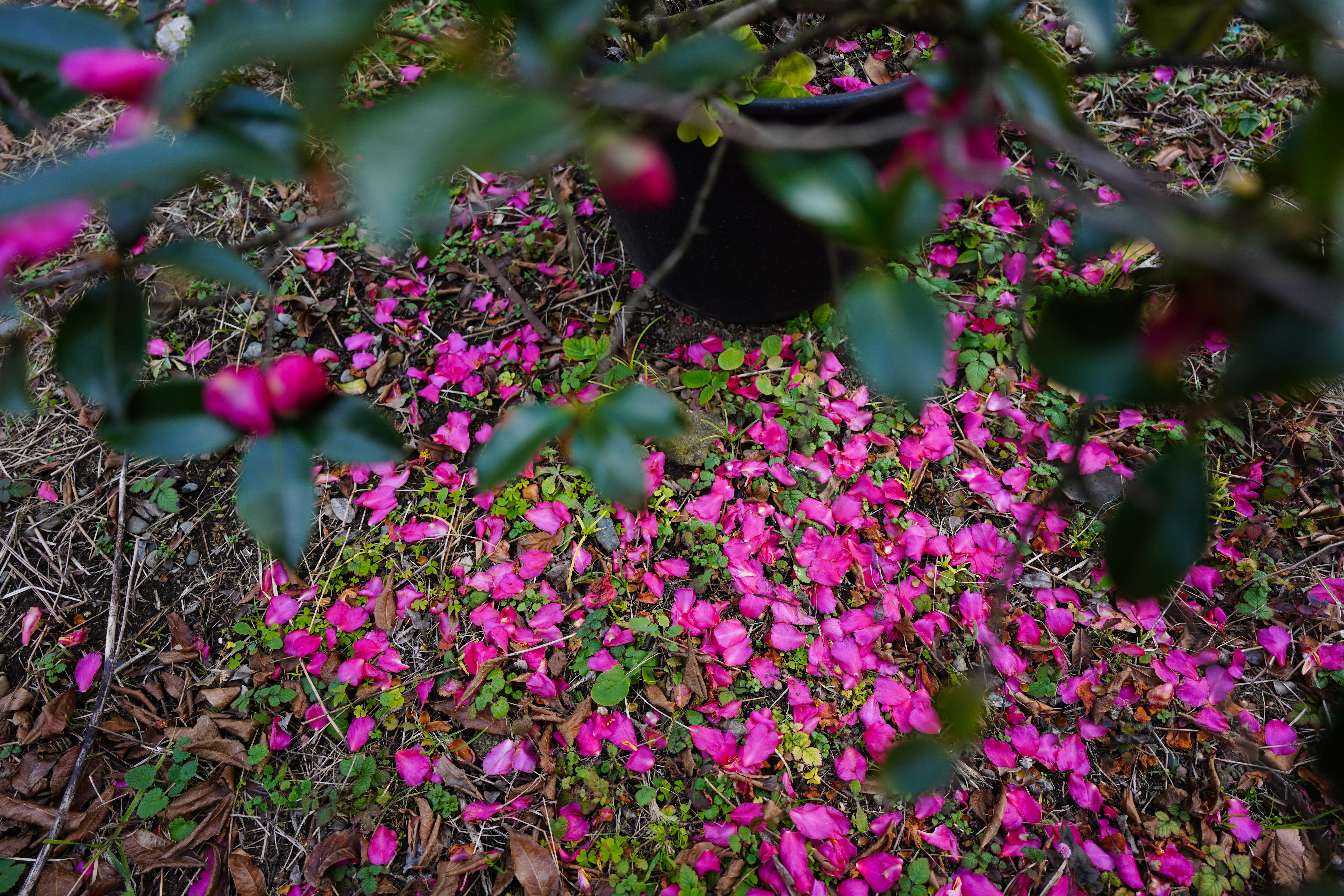 ソニーα7R IV・タムロン20mm F/2.8 Di III OSD M1:2・絞り優先AE（1/250秒・F2.8・-0.3EV）・ISO 100