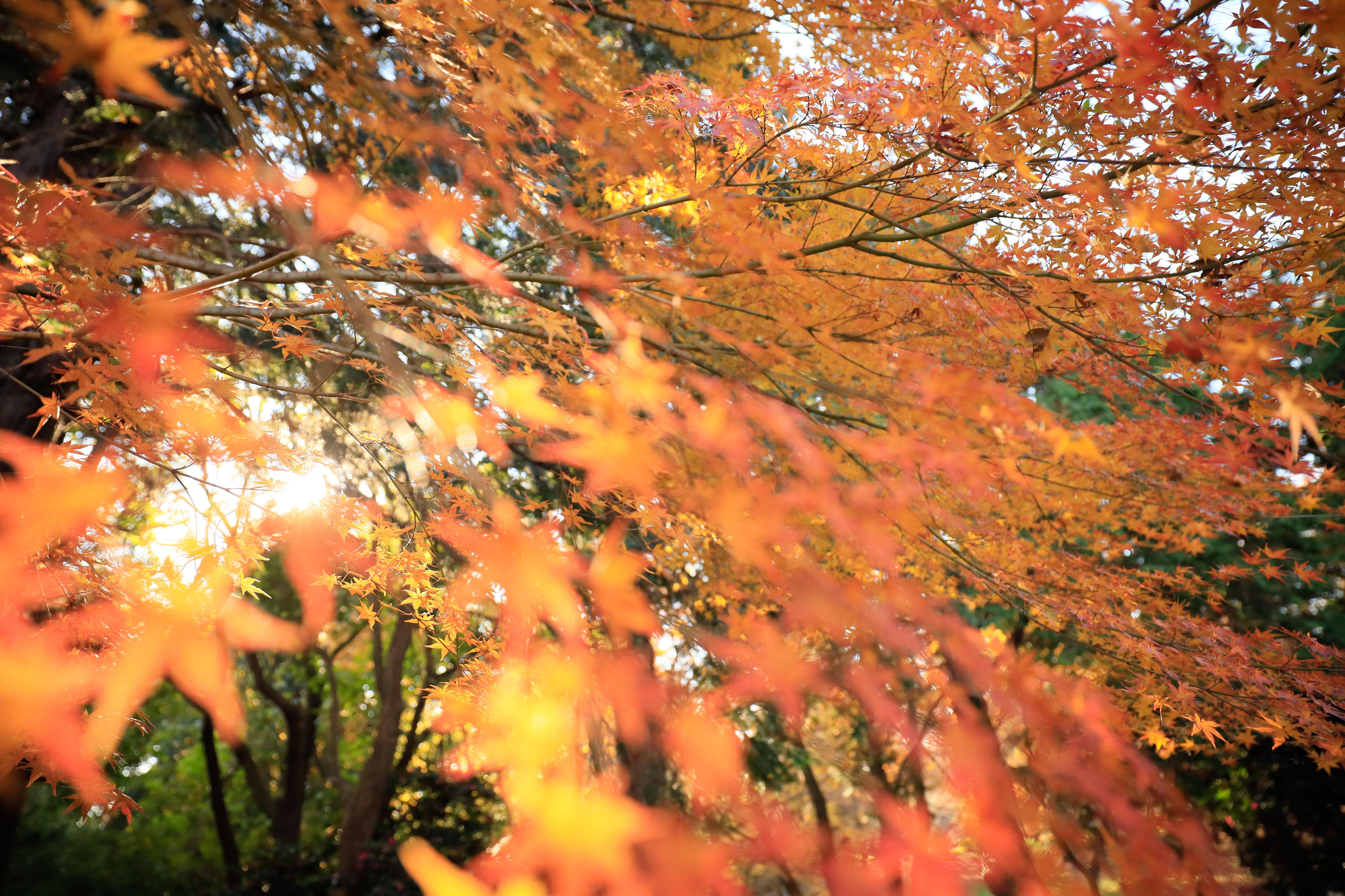 EOS R / RF15-35mm F2.8 L IS USM / 21mm / 絞り優先AE（F2.8・1/800秒・+1.3EV） / ISO 1600