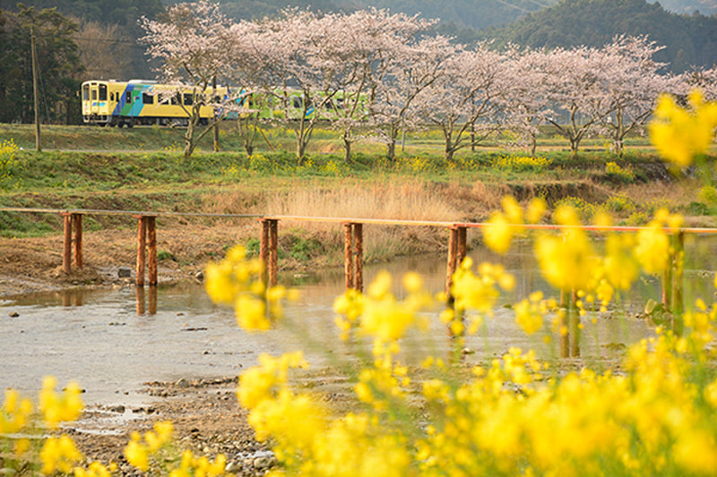 ニコンD7100　AF-S DX NIKKOR 18-105mm f/3.5-5.6G ED VR（62mm相当）　絞り優先オート（F5.3、1/800秒）　ISO 800　WB:曇天（A＋2）　ビビッド