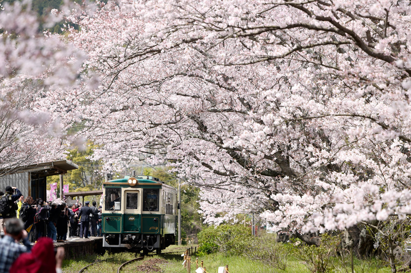 ライカSL（Typ601）　APO-VARIO-ELMARIT-SL f2.8-4/90-280mm（228mm）　絞り優先オート（F4.5、1/800秒）　ISO 200　WB:太陽光