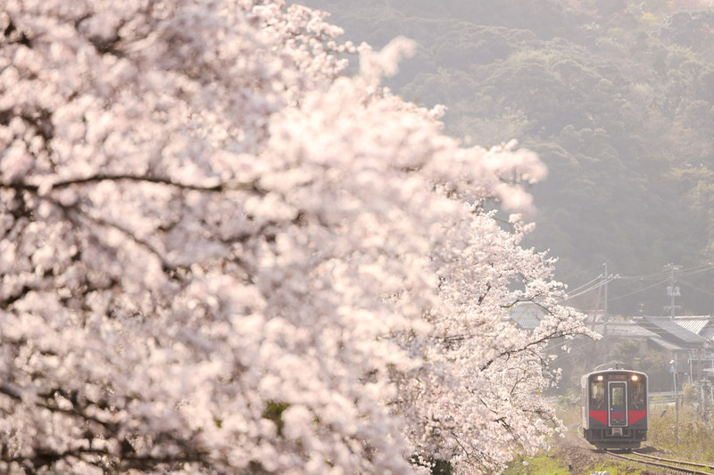 ライカSL（Typ601）　APO-VARIO-ELMARIT-SL f2.8-4/90-280mm（280mm）　絞り優先オート（F4、1/1600秒）　ISO 400　WB:マニュアル