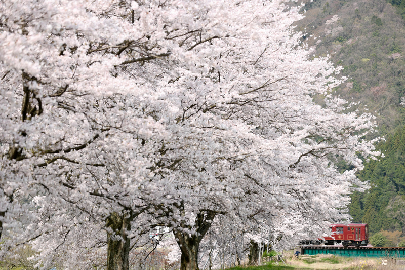 ライカSL（Typ601）　APO-VARIO-ELMARIT-SL f2.8-4/90-280mm（102mm）　絞り優先オート（F4、1/1000秒）　ISO 200　WB:マニュアル