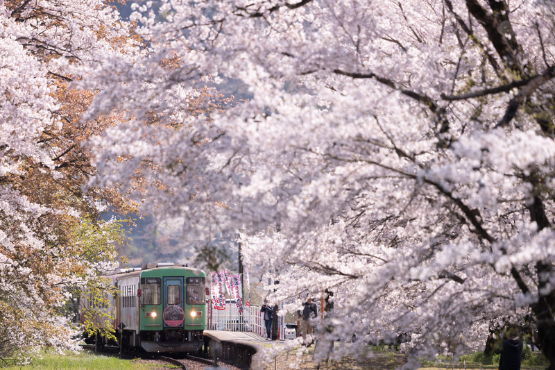樽見鉄道　谷汲口駅（岐阜県）<br>岐阜県の大垣駅から山に分け入ってゆく樽見鉄道。沿線では本巣市の「薄墨桜」が有名ですが、この駅も桜と鉄道を撮影するには最高のポイントです。薄墨桜から枝分けされたという桜が駅全体を囲んでいて、ボリュームも満点。列車を撮影するなら、樽見方の踏切付近からが定番ですが、旧型客車が静態保存されているので、その客車の窓に映る桜を撮るなど、列車がいない時間も撮影を楽しめる贅沢なポイントです。見頃は3月下旬〜4月上旬。　[<a href="https://goo.gl/maps/yPJJJBR4gKjeSkCE7" class="n" target="_blank">Google マップ</a>]<br>ライカSL（Typ601）　APO-VARIO-ELMARIT-SL f2.8-4/90-280mm（270mm）　絞り優先オート（F3.7、1/2500秒）　ISO 400　WB:マニュアル
