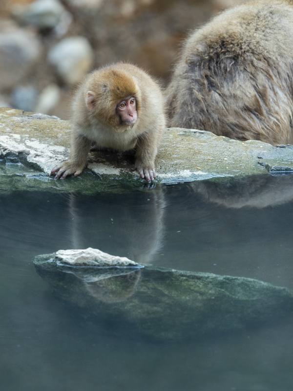 山間部に行くとサルに会うことも多い。このレンズであれば、小さな動きで35mm判換算300mm相当の望遠で撮影することができ、野生の生き物に与えるストレスが少なくて済む（撮影：佐藤大史）。<br><span class="fnt-85">OLYMPUS OM-D E-M1X / M.ZUIKO DIGITAL ED 40-150mm F2.8 PRO / 150mm（300mm相当） / 絞り優先AE（F4、1/250秒、+0.3EV） / ISO 800 / WB：オート</span>