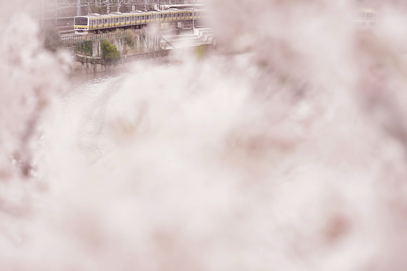 ソニーα7 II　FE 90mm F2.8 Macro G OSS（135mm相当）　絞り優先オート（F2.8、1/2,500秒） 　ISO 800　WB:マニュアル