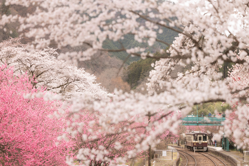 ライカSL（Typ 601）　APO-VARIO-ELMARIT-SL f2.8-4/90-280mm（123mm）　絞り優先オート（F3.1、1/640秒）　ISO 200　WB:曇天